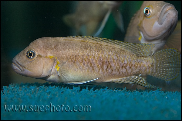 Telmatochromis cf. temporalis burgeoni